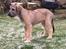 Irsk ulvehund Clonakilty av Black Glacier  aka “Marvin” R.I.P. - 3 mdr