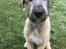 Irsk ulvehund Clonakilty av Black Glacier  aka “Marvin” R.I.P. - 3 mdr