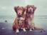 Nova scotia duck tolling retriever Aquafox Sebrings Fangio Chicane"Casey"