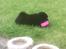 Chow chow Carla