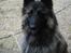 Tervueren Messi (Basse)