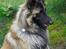 Tervueren Messi (Basse)