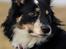 Border collie Peanut