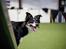 Border collie Peanut