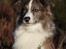 Border collie Chic Coral Sunshine Valmar