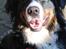 Berner sennenhund lillefix