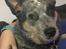 Australsk cattledog Bonnie - Bonnie elsker at putte med mor ❤️
