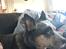 Australsk cattledog Bonnie
