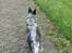 Australsk cattledog Bonnie
