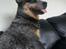 Australsk cattledog Bonnie