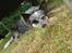 Australsk cattledog Bonnie