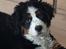 Berner sennenhund Honey