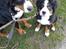 Berner sennenhund Honey
