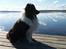Shetland sheepdog Jubii