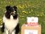Shetland sheepdog Jubii