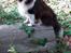 Shetland sheepdog Jubii