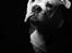Olde english bulldogge Pablo
