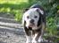Olde english bulldogge Pablo