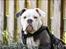 Olde english bulldogge Pablo