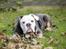 Olde english bulldogge Pablo