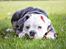 Olde english bulldogge Pablo
