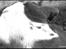 Olde english bulldogge Pablo