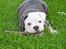 Olde english bulldogge Pablo