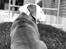 Olde english bulldogge Pablo