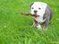 Olde english bulldogge Pablo