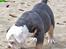 Olde english bulldogge Pablo