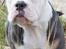 Olde english bulldogge Pablo