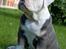 Olde english bulldogge Pablo