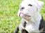 Olde english bulldogge Pablo