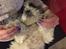 Shih tzu Bella