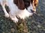 Field Trial Springer Spaniel sepa's Louie