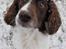 Field Trial Springer Spaniel sepa's Louie