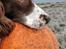 Field Trial Springer Spaniel sepa's Louie