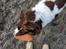 Field Trial Springer Spaniel sepa's Louie