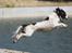 Field Trial Springer Spaniel sepa's Louie