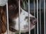 Field Trial Springer Spaniel sepa's Louie