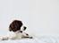 Field Trial Springer Spaniel sepa's Louie