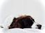 Field Trial Springer Spaniel sepa's Louie