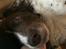 Field Trial Springer Spaniel sepa's Louie