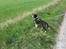 Border collie Zento 
