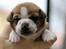 Leavitt Bulldog Endless bulldog mister sticht