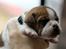 Leavitt Bulldog Endless bulldog mister sticht