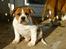 Leavitt Bulldog Endless bulldog mister sticht