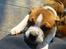 Leavitt Bulldog Endless bulldog mister sticht