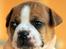 Leavitt Bulldog Endless bulldog mister sticht