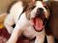 Leavitt Bulldog Endless bulldog mister sticht